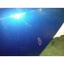 Puerta Trasera Izquierda Honda Accord Berlina 2005 Azul (Algo Rayada) 2005