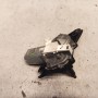 8200311486 MOTOR LIMPIAPARABRISAS TRASERO RENAULT TWINGO